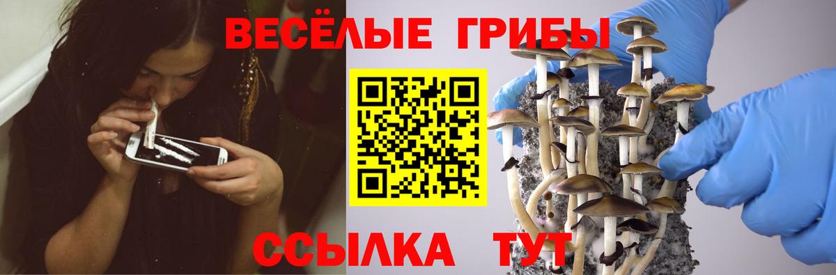 цена   Вход с VPN  Артёмовский  Псилоцибиновые грибы GOLDEN TEACHER 